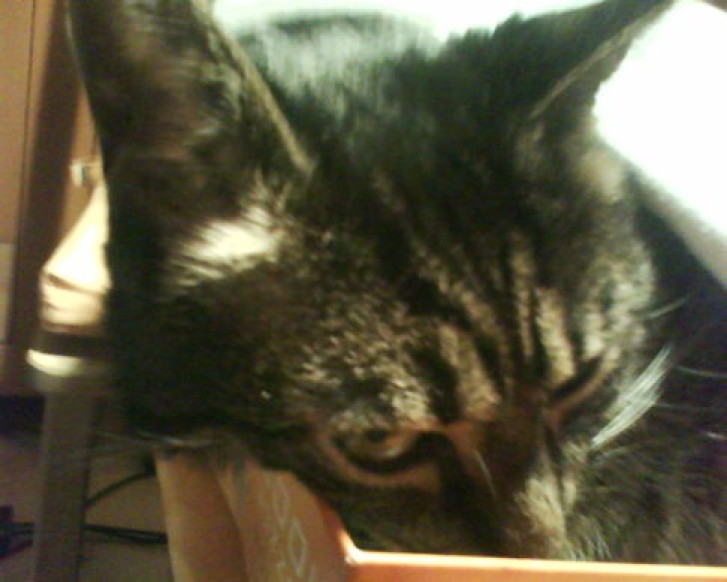 Picture of a cat / kitten / feline