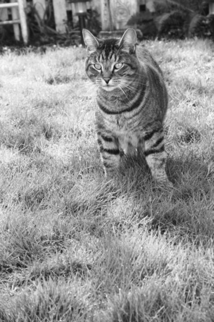 Picture of a cat / kitten / feline