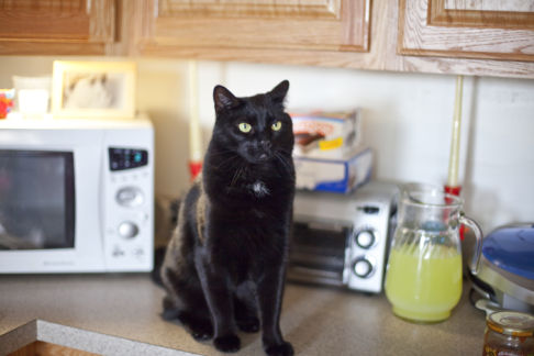 Picture of a cat / kitten / feline