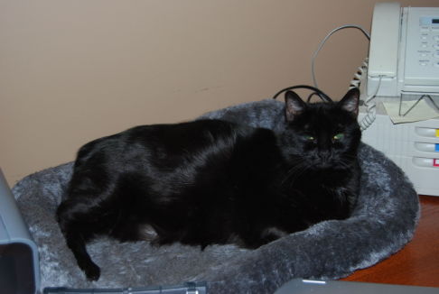 Picture of a cat / kitten / feline