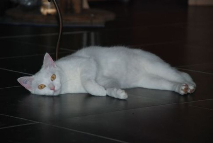 Picture of a cat / kitten / feline