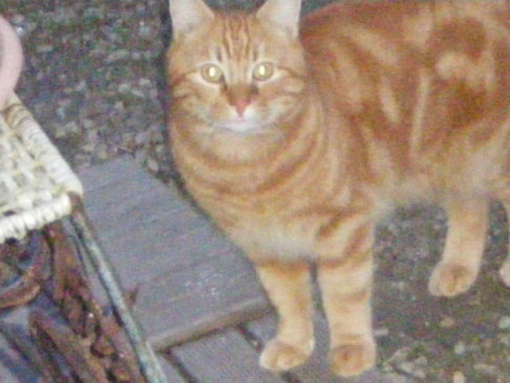 Picture of a cat / kitten / feline