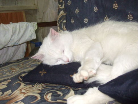 Picture of a cat / kitten / feline