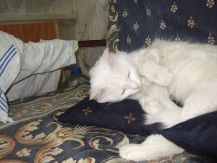 Picture of a cat / kitten / feline