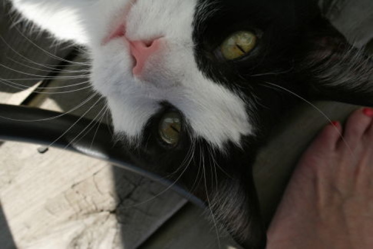 Picture of a cat / kitten / feline