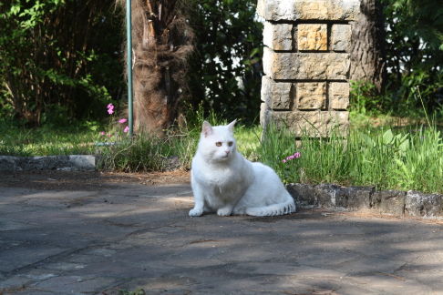 Picture of a cat / kitten / feline