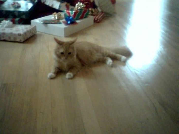 Picture of a cat / kitten / feline