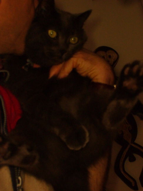 Picture of a cat / kitten / feline