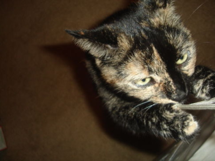 Picture of a cat / kitten / feline