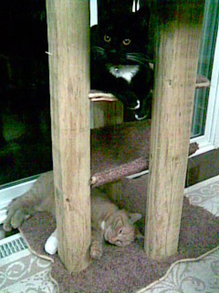 Picture of a cat / kitten / feline