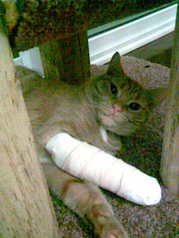 Picture of a cat / kitten / feline