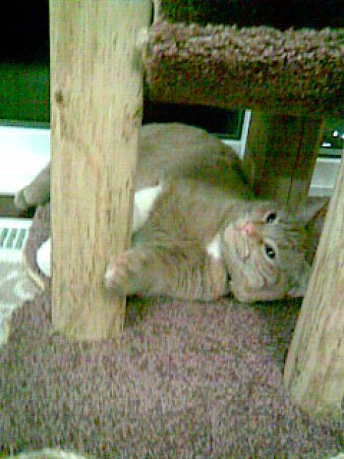 Picture of a cat / kitten / feline