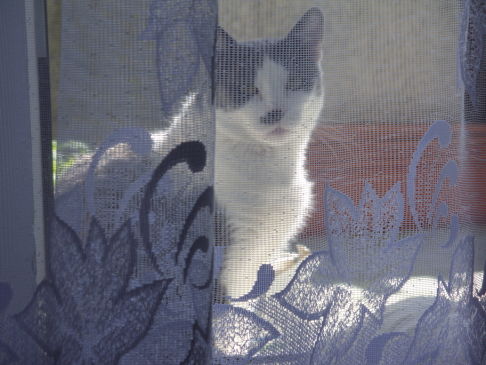 Picture of a cat / kitten / feline