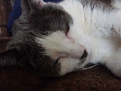 Picture of a cat / kitten / feline