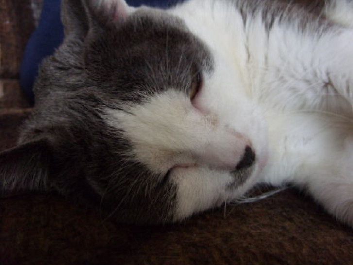 Picture of a cat / kitten / feline