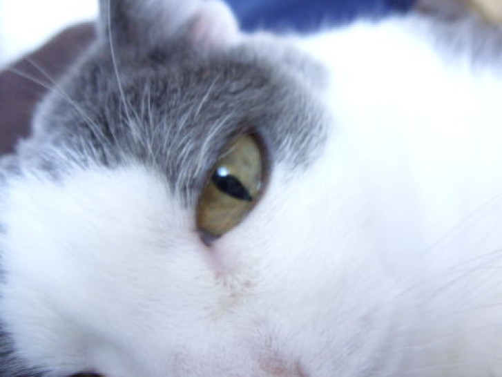 Picture of a cat / kitten / feline