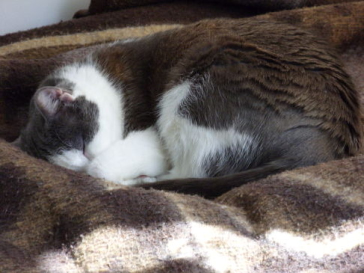 Picture of a cat / kitten / feline