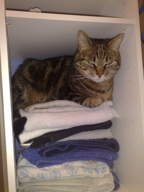 Picture of a cat / kitten / feline