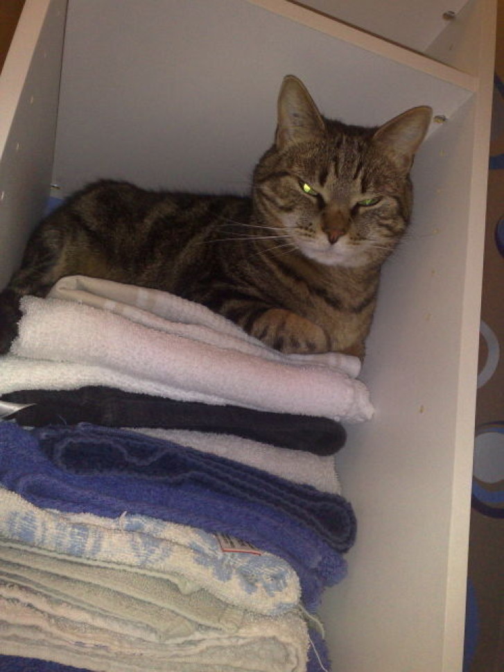 Picture of a cat / kitten / feline