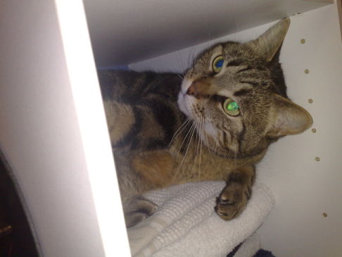 Picture of a cat / kitten / feline