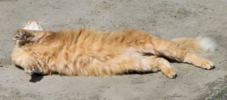 Picture of a cat / kitten / feline