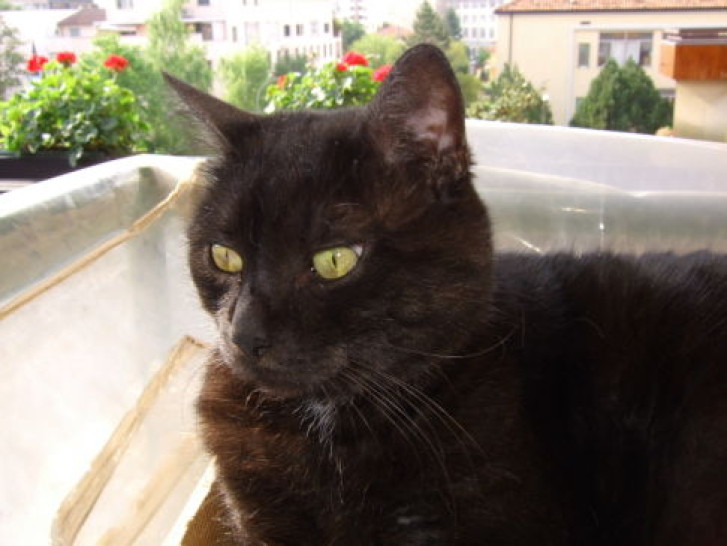 Picture of a cat / kitten / feline