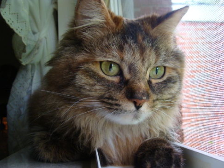 Picture of a cat / kitten / feline