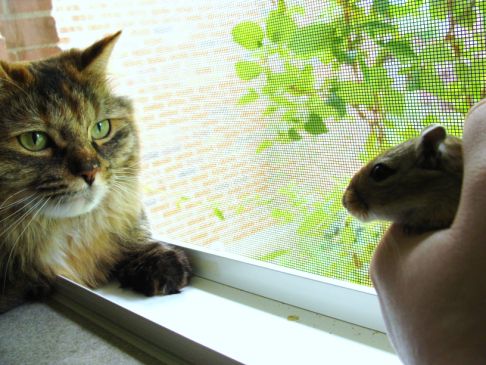 Picture of a cat / kitten / feline