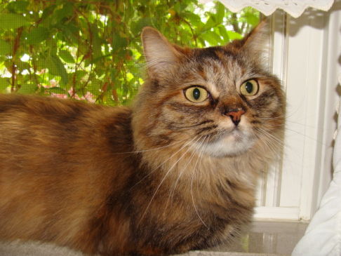 Picture of a cat / kitten / feline