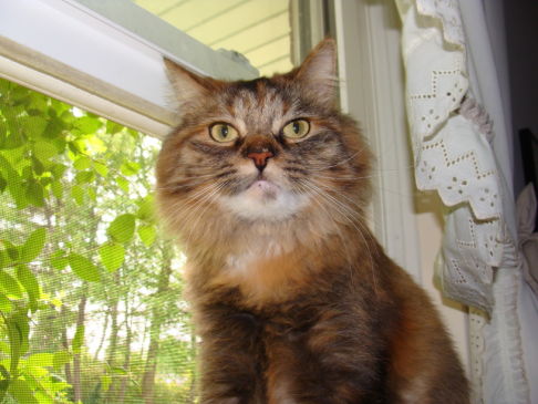 Picture of a cat / kitten / feline