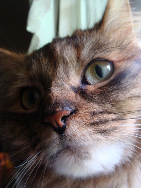 Picture of a cat / kitten / feline