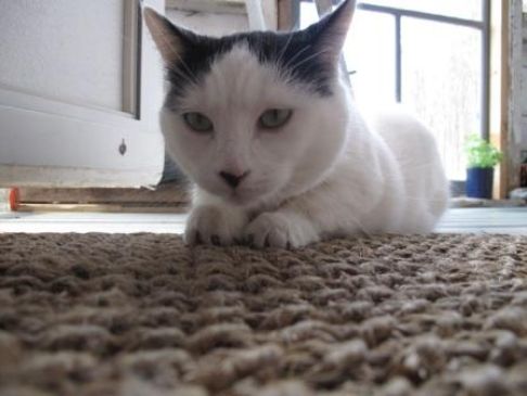 Picture of a cat / kitten / feline