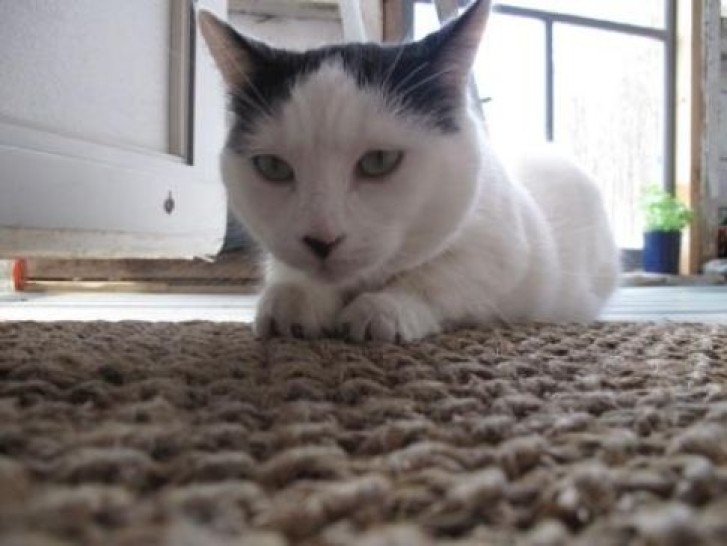 Picture of a cat / kitten / feline