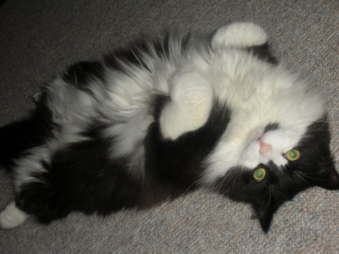 Picture of a cat / kitten / feline