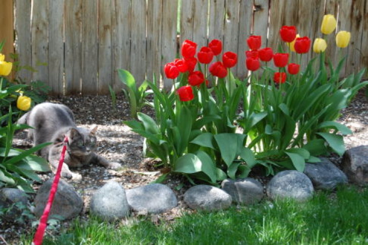 Picture of a cat / kitten / feline