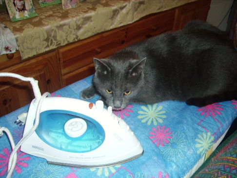 Picture of a cat / kitten / feline