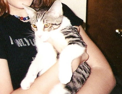 Picture of a cat / kitten / feline