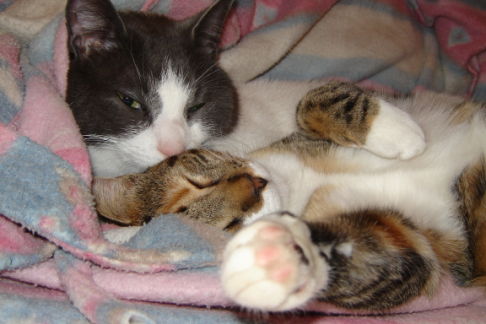 Picture of a cat / kitten / feline