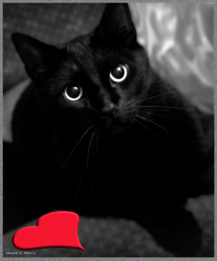 Picture of a cat / kitten / feline