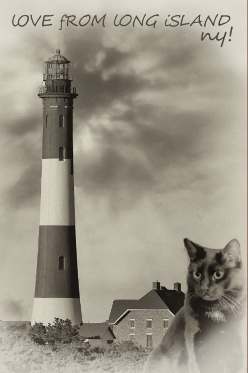 Picture of a cat / kitten / feline