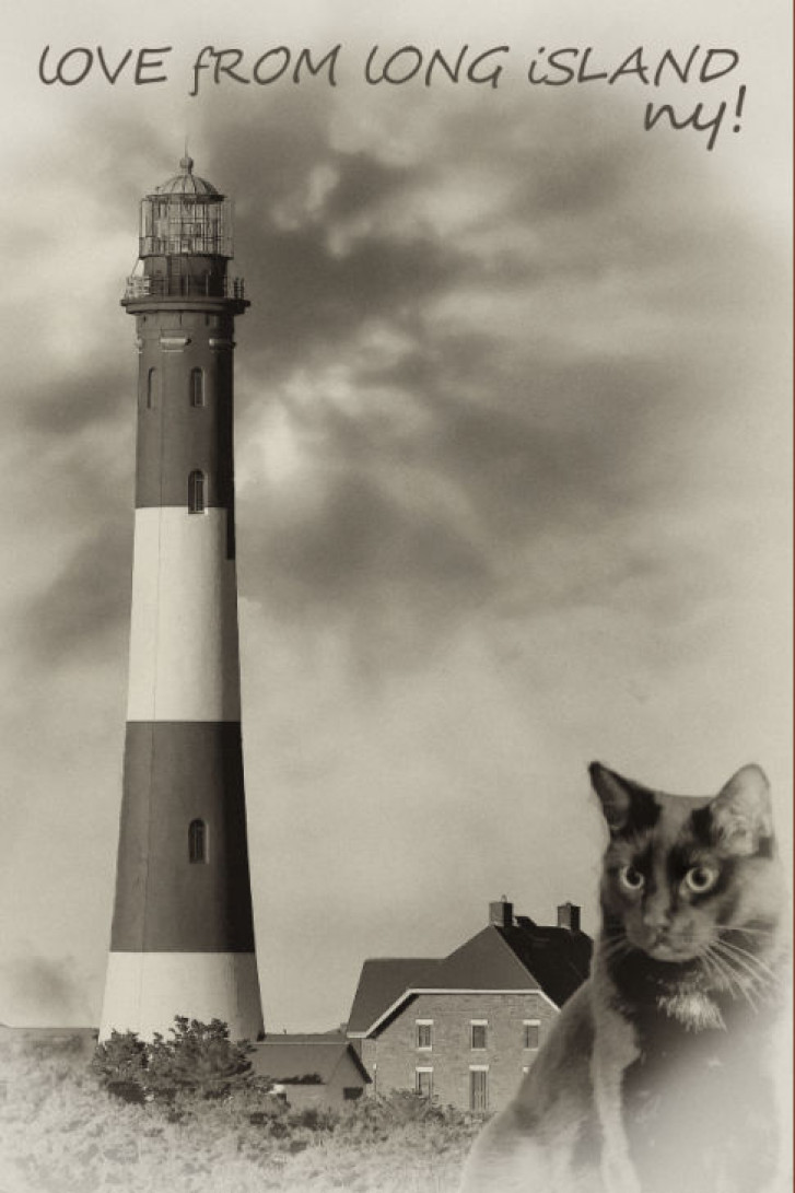 Picture of a cat / kitten / feline