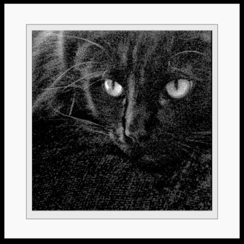 Picture of a cat / kitten / feline