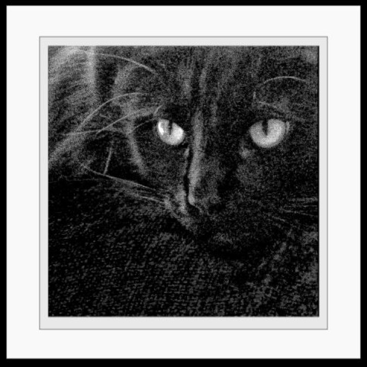 Picture of a cat / kitten / feline