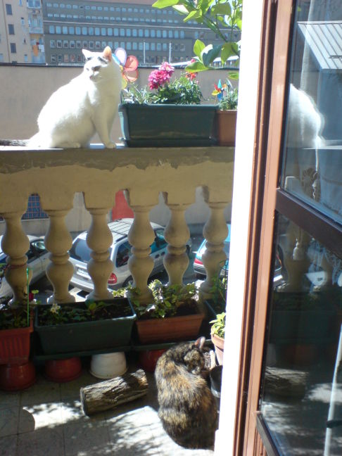 Picture of a cat / kitten / feline