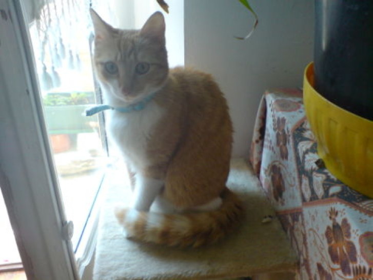 Picture of a cat / kitten / feline