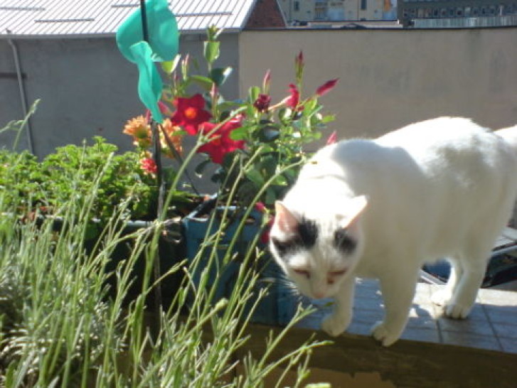 Picture of a cat / kitten / feline