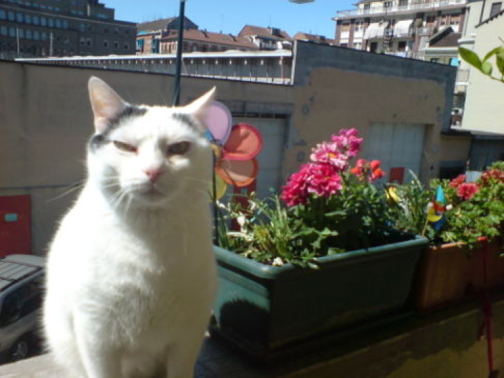 Picture of a cat / kitten / feline