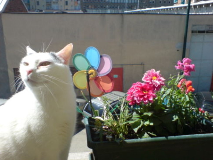 Picture of a cat / kitten / feline