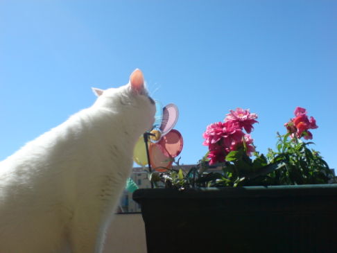 Picture of a cat / kitten / feline