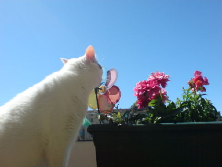 Picture of a cat / kitten / feline